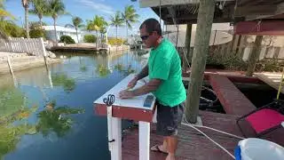 Hand Feeding Goliath Grouper And Mangrove Snapper In Key West Canal With Capt. Leatherback