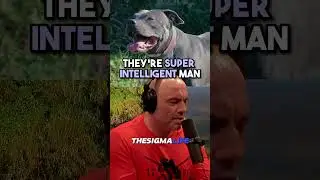 Why Pit Bulls Are the Nicest Dogs There Are - Joe Rogan
