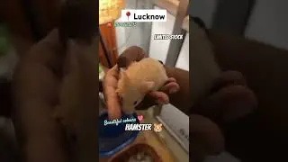 Hamster for sale in lucknow || Hamster price in lucknow #shorts #pets #hamster #newvideo #viralvideo