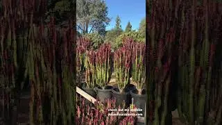 Euphorbia Trigona Rubra ! the color on this succulent is breathtaking ! #succulents