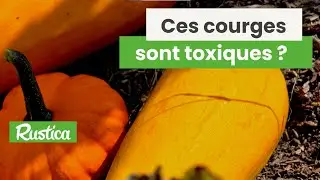 F&eacute;condations crois&eacute;es : attention aux courges toxiques !