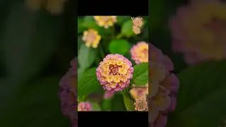 #flowers #plant ##viral short #funny 🌿🌿🍁☘️💐🏵️