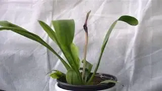 Cryptocoryne nevillii
