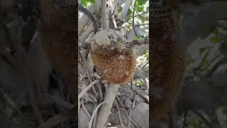 Finding Beehive By Tracking Bees | मधमाशांचा मागोवा घेऊन पोळे शोधणे | #jangal #tracking #honey