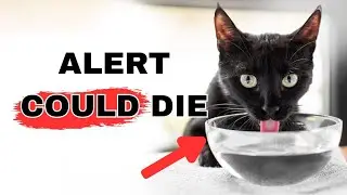 How to get a cat to drink more water