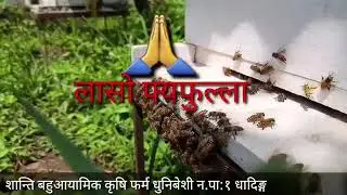 🐝 9 Seconds Bee Sound | Pure Village Farming Nepal 🇳🇵