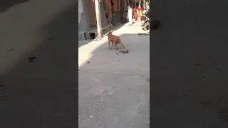 DOG BITE MONKEY #viral #shortvideo #trending #shortsviral #viralvideo #tranding #shorts #short