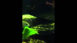 Feeding Ghost Shrimp To My Cichids