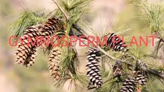What are gymnosperm plants?