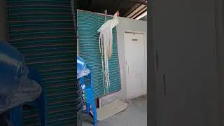 long tail chicken🐓🐓