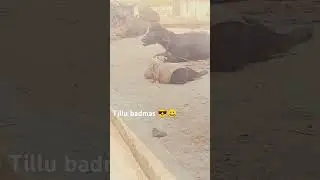 badbaba tha dababa h dabdaba bana rahega🔥😂 #trebdingshorts