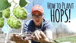How to | Plant Hops ✔