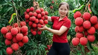 Harvesting 1000+ Kg Lychee Selling At The Market, Caring for the Ducks, Piglet | Han Harvesting