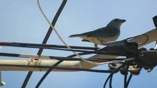 Sayaca Tanager (Tangara sayaca)
