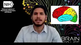 Brain Quiz! What is the outer layer of the brain called?