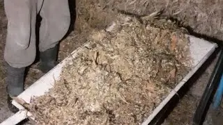 Karmienie kr&oacute;w przed udojem ^^ kukurydza 