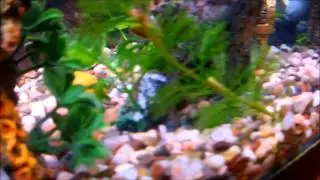 My fish tank background