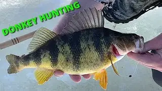 Late Ice Fishing for Jumbo Perch, Big Crappies, and Northern Pike ~Ice Grilling~