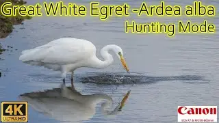 Strike & Splash: Great White Egret Hunting | Canon R7 + RF 200-800mm