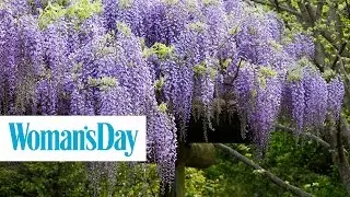 This Wisteria Flower Tunnel in Japan Is the Most Magical Place Ever | Woman's Day
