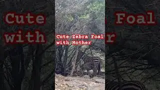 Zebra mother with cute foal! Facts about their stripes! #shorts #zebra #savannah #foal #safari #cute