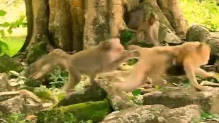 Oops, Very horrible Anita monkey rushes bitting then queen mama Daisy attacking Rose monkey more...