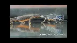 Male-Female Alpine Newt Mating Behavior