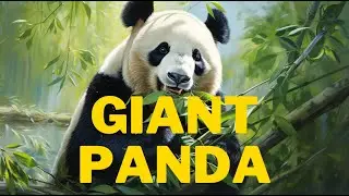 Giant Panda: The Bamboo Eating Mountain Dweller