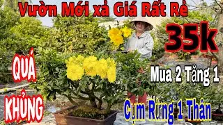 18/1 Vườn mới giao lưu mai vàng chơi Tết giá re💥🌲💥mua 2 tặng 1💥🌲nhiều mã số già mùa 🌲🌲☎️ 0914999920