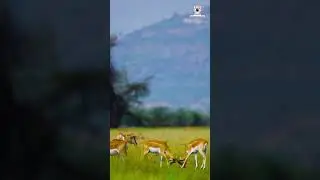 The alluring sight of playful blackbucks at Tal Chappar Sanctuary
