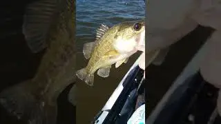 Rigolets Bass Hole