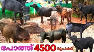 വെറും4500രൂപമുതൽ പോത്തും കുട്ടികൾ വില്പനക്ക്.9847294330.  Buffaloes for sale at low prices