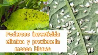 ESTE INSECTICIDA ACABA CON LA MOSCA O MARIPOSA BLANCA Peligro está plaga mata tus plantas