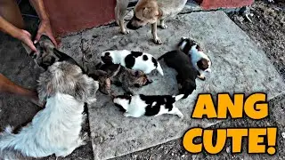 UPDATE SA MGA TUTA | NAGLAGAY NG LINOLEUM SA LOOB NG KUBO