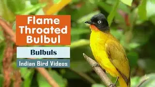 The Flame-Throated Bulbul (Pycnonotus gularis)