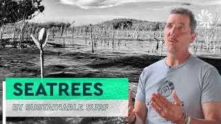 Meet: SeaTrees by Sustainable Surf