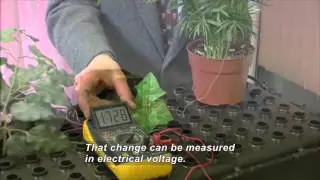 Leaf Sensor (Accessible Preview)