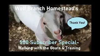 500 Subscriber Special - Walking with the Goats & Training