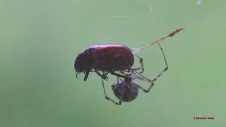 The thoughts of Microdac: Spiders are useful.