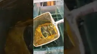 Cara aman induk ikan Guppy tidak makan anaknya