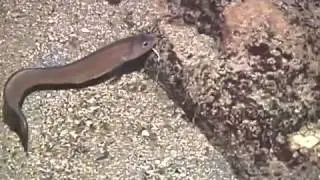 &copy; Рыбы Чёрного моря  Ошибень Ophidion rochei    Cuskeel