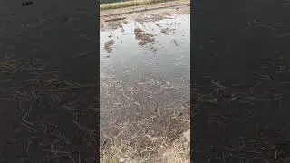 No burning of paddy residue. #youtube #goviral #youtubeshorts #youtuber #shortsviral #shorts #paddy