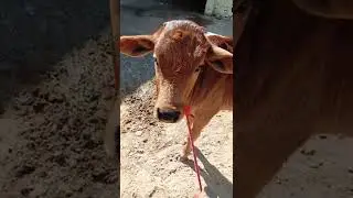 #innocent animal# #animal love# #cute goldy# #nature# #love#