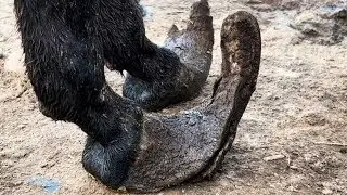 懷孕母驢蹄子“成精”，裹滿黑泥向天翹，師傅免費修蹄鏟下一尺！【非遺修蹄者】