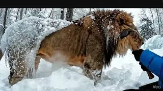 A frozen of Lion
