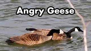 Canada Geese Yanking At Each Other In The Water - Mating Season For Geese