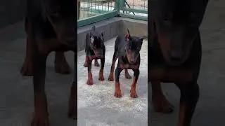 My dog want to play. 🐕. #dog  #doggielife  #doberman  #doglove  #pets  #animallife  #rottweiler