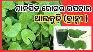 ମାନସିକ ରୋଗର ଉପଚାର : ଥାଲକୁଡ଼ି || Indian Pennywort Benefits || Gotu Kola