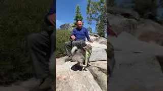 Norwegian Elkhound Baby Rae at 19 weeks exploring Loon Lake Reservoir El Dorado National Forest