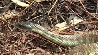 Tiger Snake Hunting then Hiding